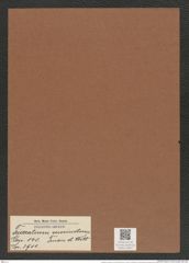 Triceratium succinctum Truan et Witt (de-Toni-Nr.: Genus 140, Species 3911) Zeichnungen Sammlung Grunow Mappe 03937 (Herbarium_W_Grunow_drawings_Folder_03937)